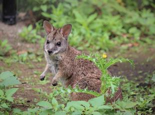 《パルマワラビー》サトとの距離