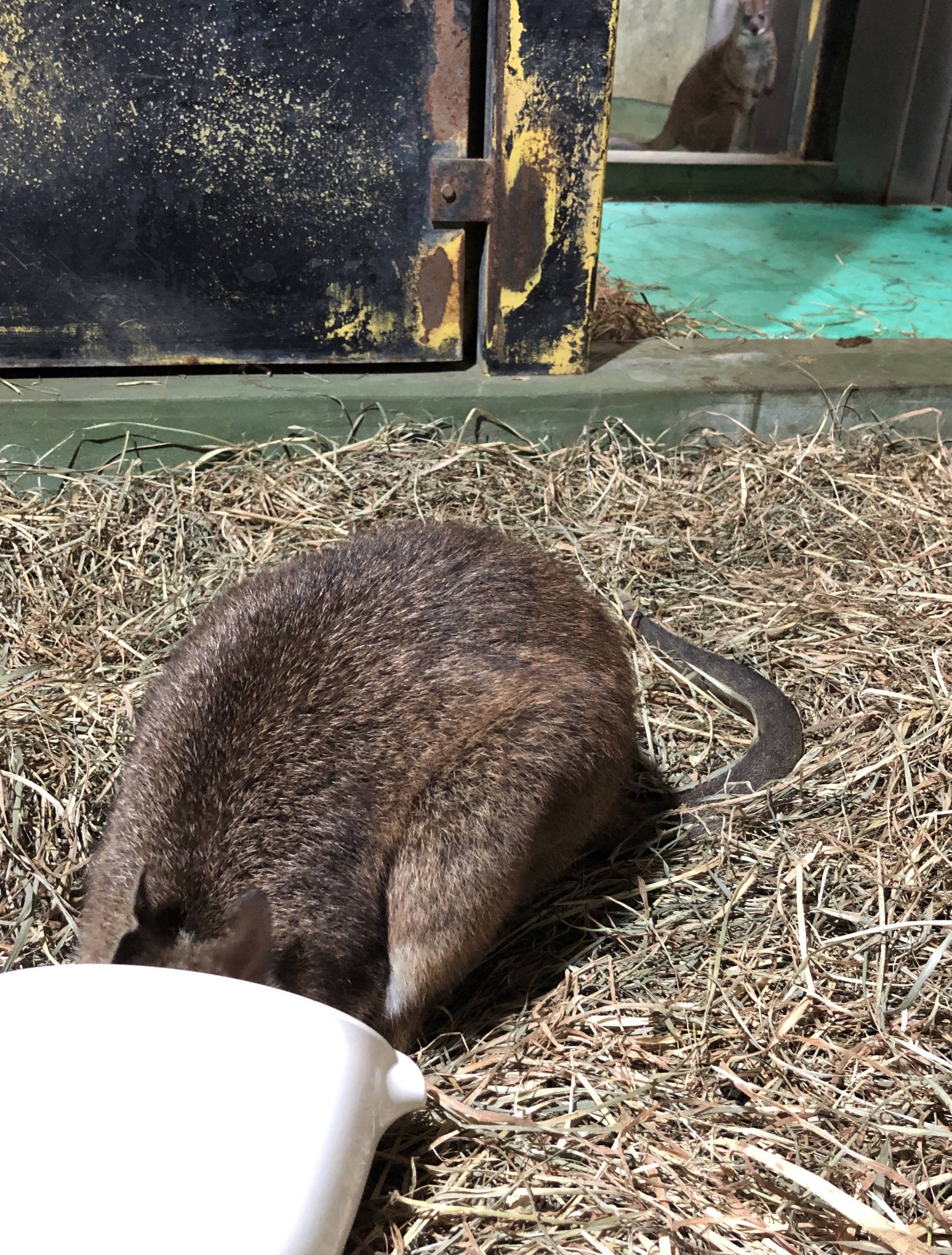 《パルマワラビー》朝のルーチンの写真