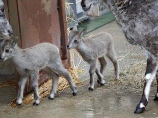 バーラル赤ちゃんはじめての展示場