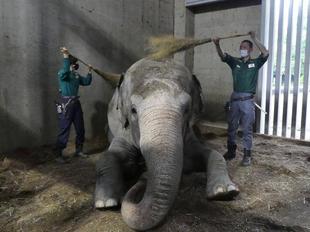 ヨーコ、朝のルーチン