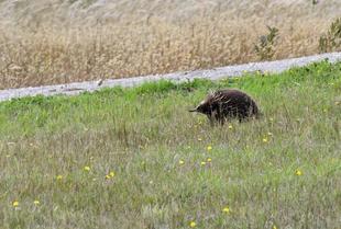 「ブログ de トラベル」野生のオーストラリアの動物に会いに！(ハリモグラ編)