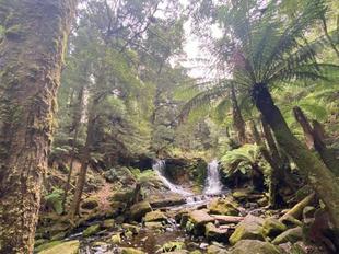 「ブログ de トラベル」野生のオーストラリアの動物に会いに！(出発編)