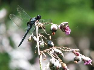 暑い夏が続きます！
