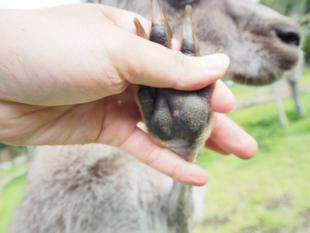 一緒にカンガルーの名前を覚えよう！！ ～⑱アミーゴ編～