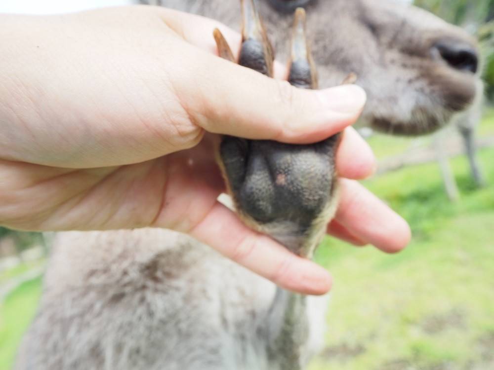 一緒にカンガルーの名前を覚えよう!! ~⑱アミーゴ編~の写真