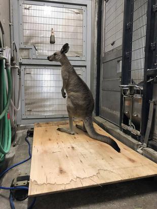 カンガルーの体重測定
