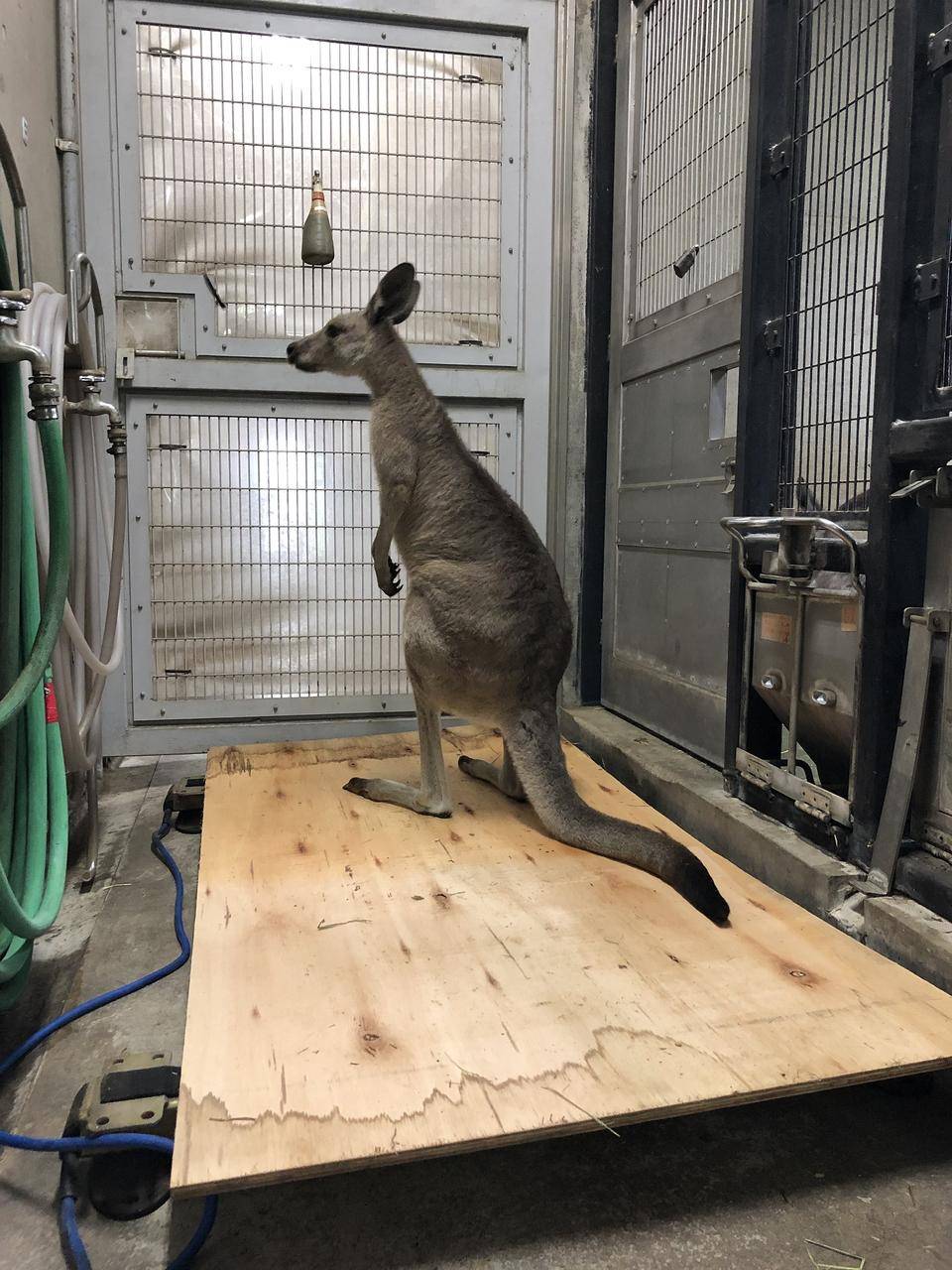 カンガルーの体重測定の写真