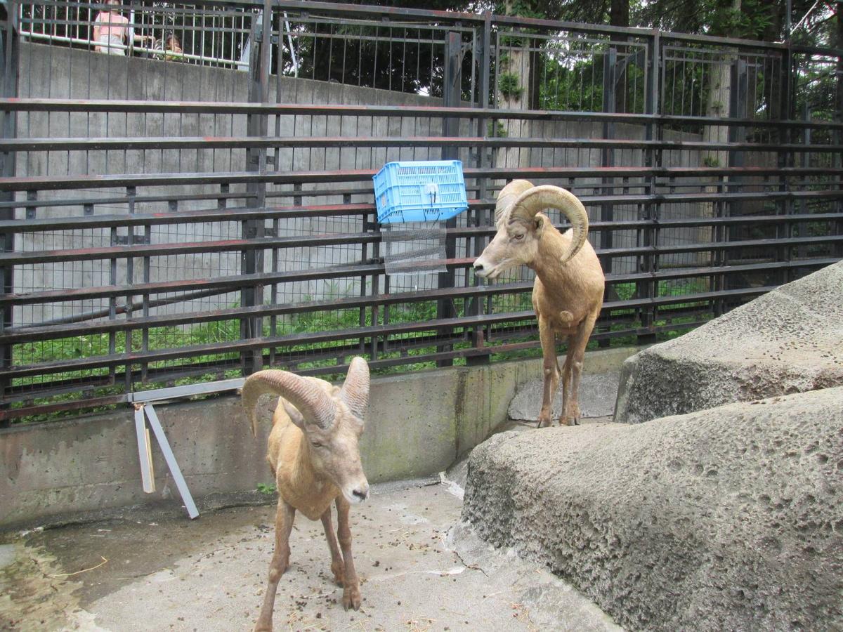 ボクたち、ウソはつけないんです|オオきなツノのヒツジの日記｜ブログ