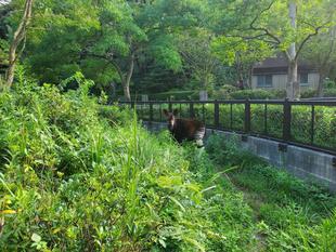 暑い日が続きますが･･･