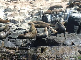 「ブログ de トラベル」野生のオーストラリアの動物に会いに！(海上編)