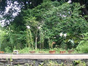 ヤマユリを育てています