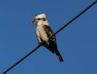「ブログ de トラベル」野生のオーストラリアの動物に会いに！(カワセミ編)