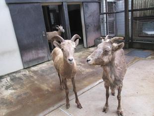 親離れ・子離れ