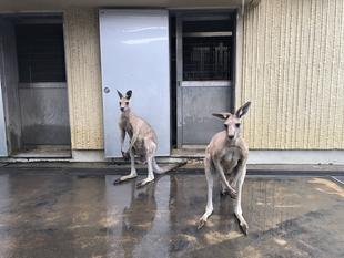 雨の日のカンガルー