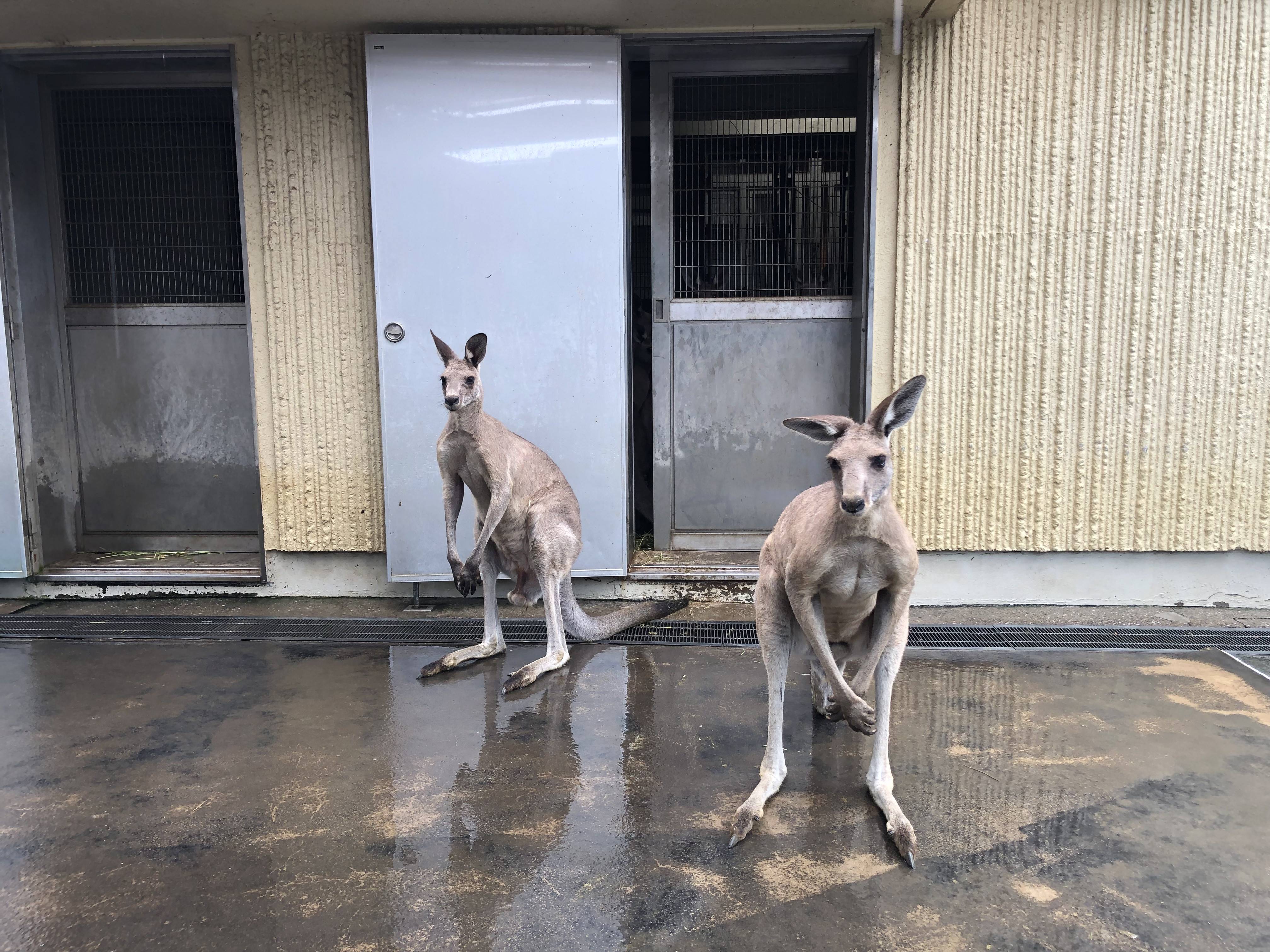 雨の日のカンガルーの写真