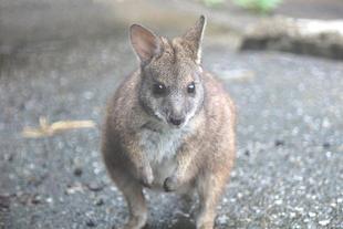 《パルマワラビー》雨上がりのお楽しみ