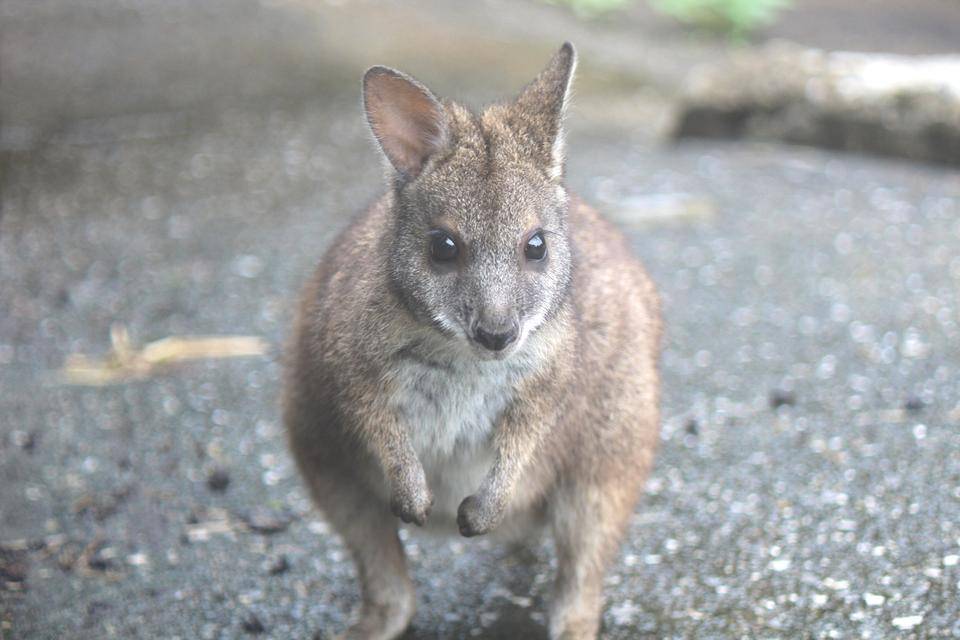 《パルマワラビー》雨上がりのお楽しみの写真