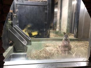 ≪パルマワラビー≫雨の日の様子