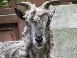 バーラル界のファッションリーダー