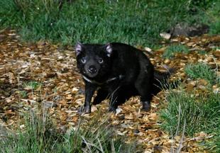「ブログ de トラベル」野生のオーストラリアの動物に会いに！(タスマニアデビル編)