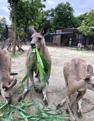ソルゴーの搬入はじまりました