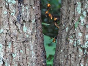 問題発生！　～ナラ枯れ～