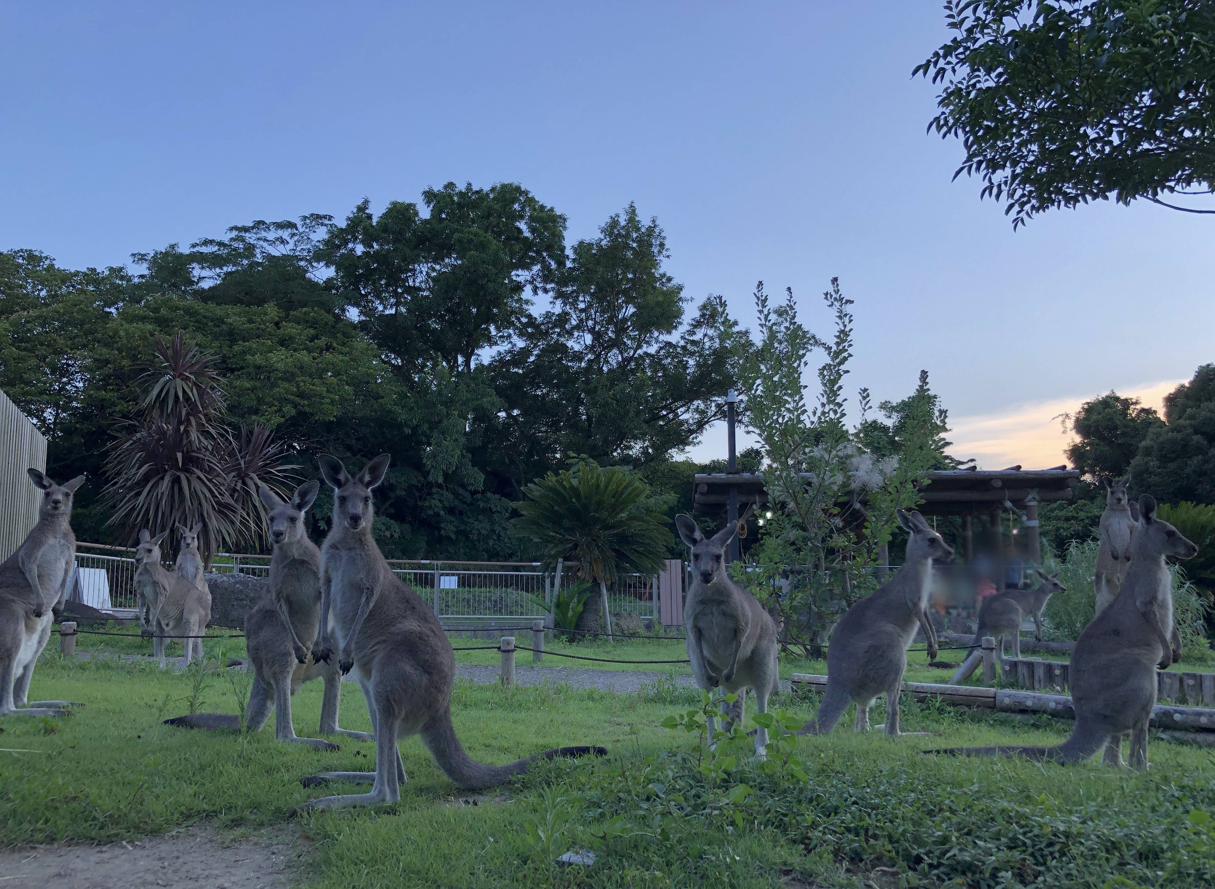 ナイト金沢Zoo カンガルーVer.の写真