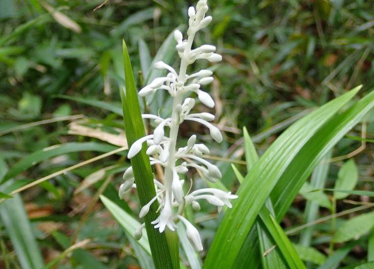 季節の花情報 ８月中旬 イベント 講座 教室情報 金沢動物園公式サイト 公益財団法人 横浜市緑の協会