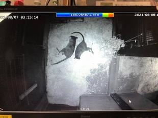 ≪パルマワラビー≫真夜中の攻防