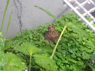 ツチガエルが繁殖しました！　～前編～