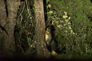 「ブログ de トラベル」野生のオーストラリアの動物に会いに！(ロードキル編)