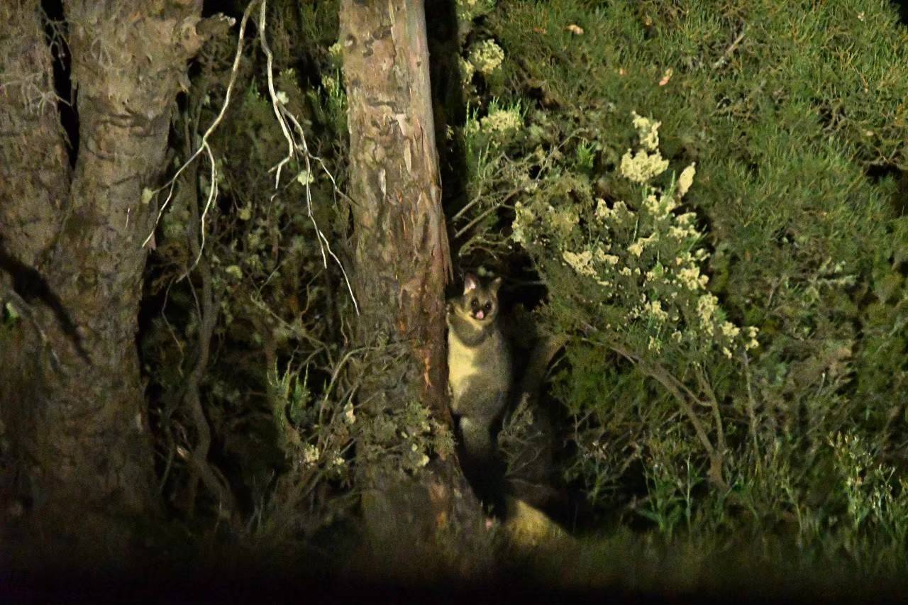 「ブログ de トラベル」野生のオーストラリアの動物に会いに!(ロードキル編)の写真