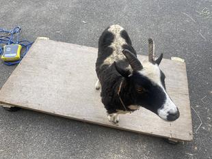 ほのぼの広場の動物たちの体重測定