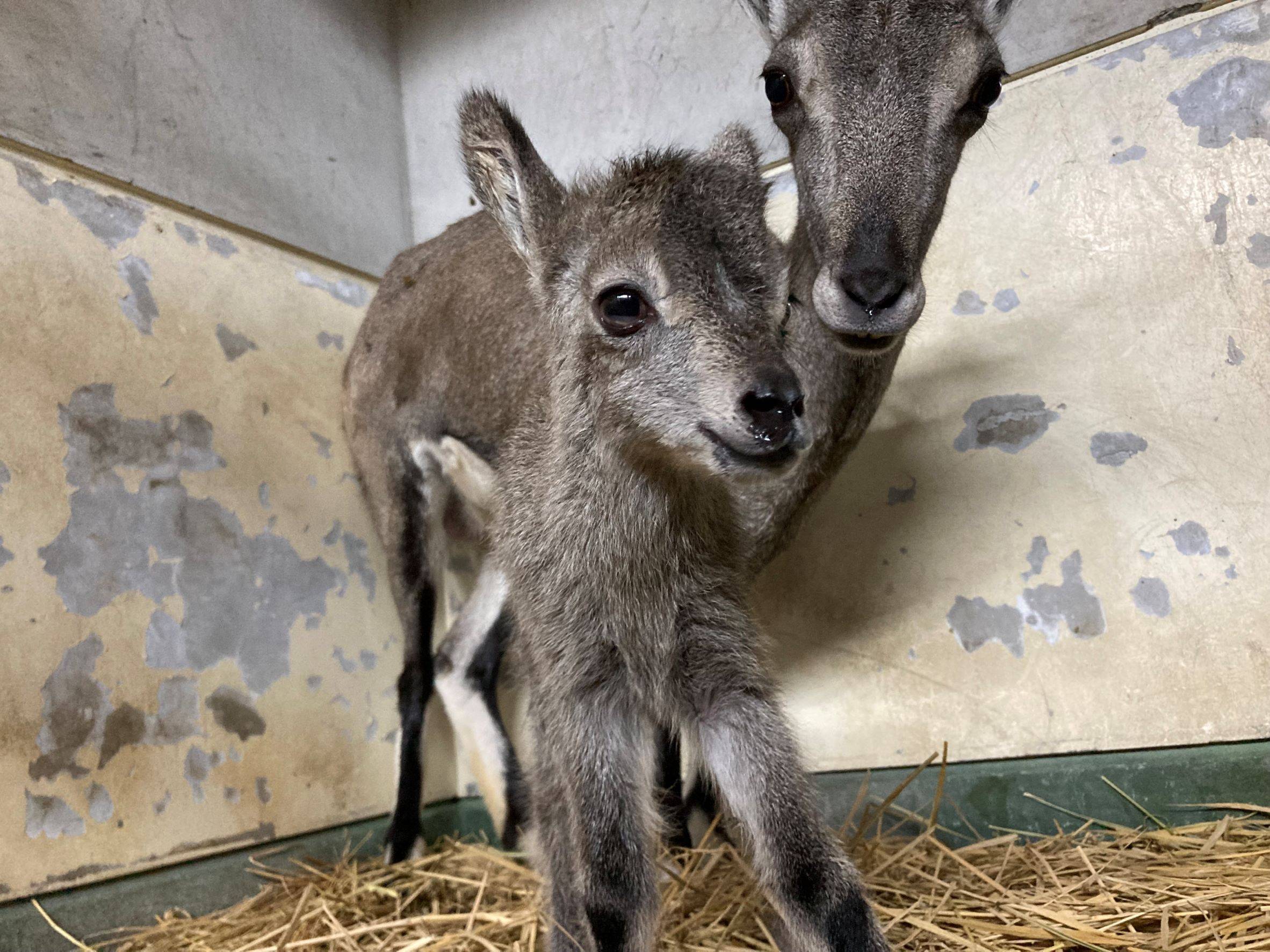 スーチョワンバーラルの赤ちゃんが生まれました こぼれ話 金沢動物園公式サイト 公益財団法人 横浜市緑の協会