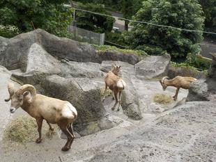 採食時間延長大作戦