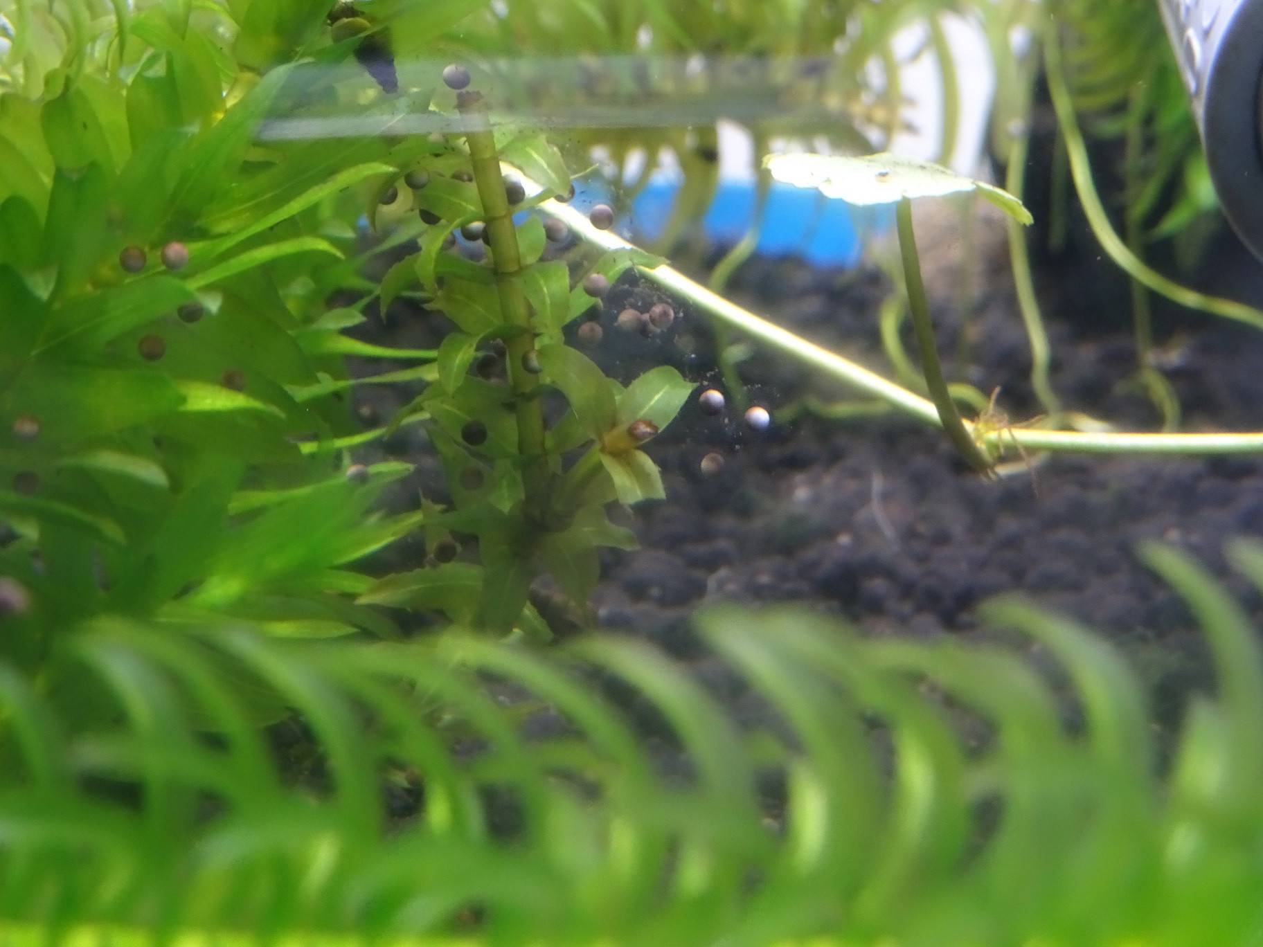 ツチガエルが繁殖しました! ~後編~の写真