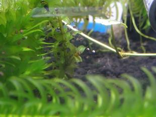 ツチガエルが繁殖しました！　～後編～