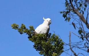 「ブログ de トラベル」野生のオーストラリアの動物に会いに！(キバタン編)