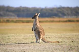 「ブログ de トラベル」野生のオーストラリアの動物に会いに!(カンガルー・ワラビー編)