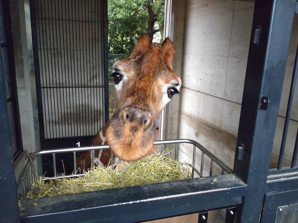 6歳になりました!の写真