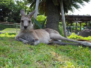 一緒にカンガルーの名前を覚えよう!! ~⑳ドリーム編~