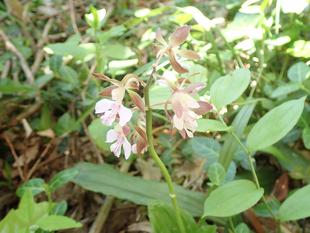 エビネの保全活動を行っています