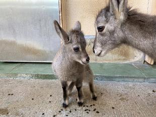 ウルル展示場デビュー