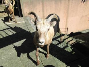 タイヨウ、オス群れでがんばっています