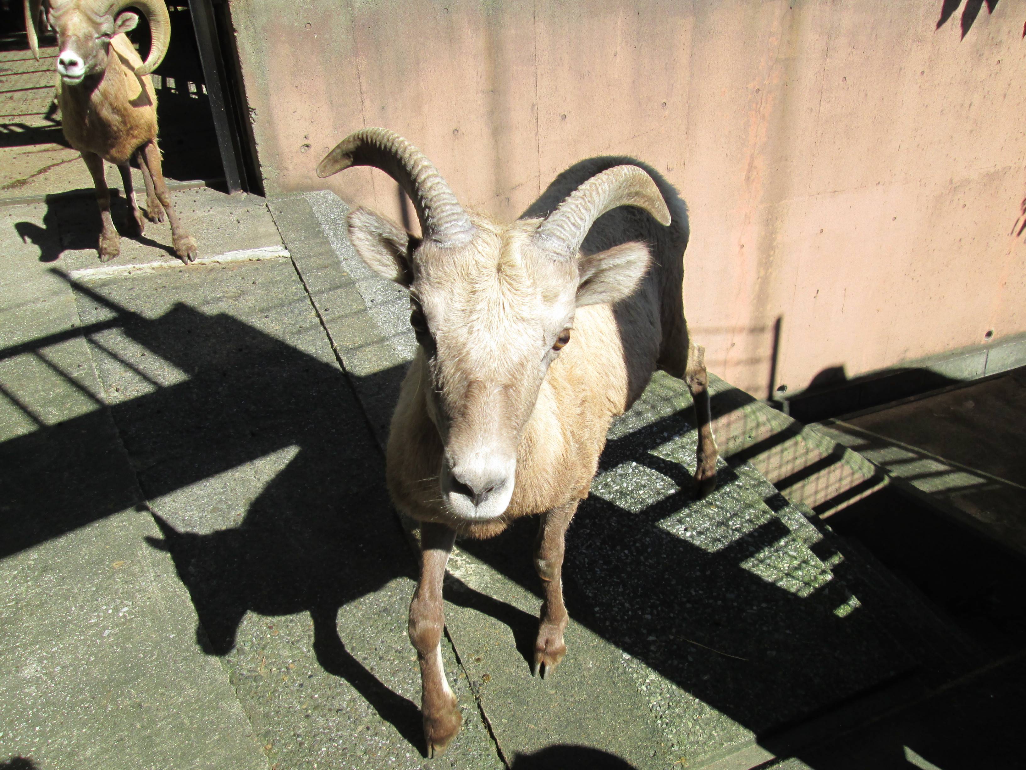 タイヨウ、オス群れでがんばっていますの写真
