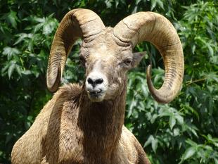 フジノスケ、危うし！！