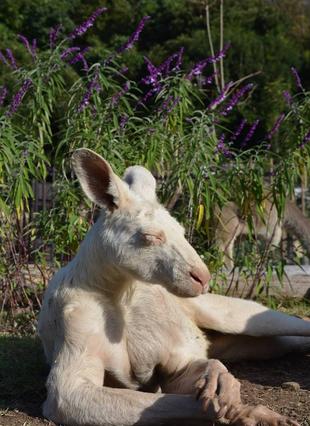ルビーが旅立ちました