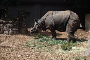ちっちゃないきものたち × ジョジョに奇妙なインドサイ