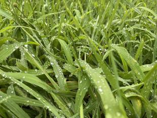 草露白し(くさつゆしろし)