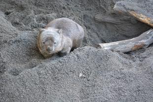 「ブログ de トラベル」野生のオーストラリアの動物に会いに!(ウォンバット前編 悲しい事実)